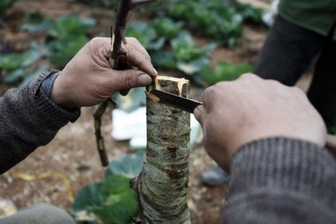 Gardener grafts peach trees for Tet - 5