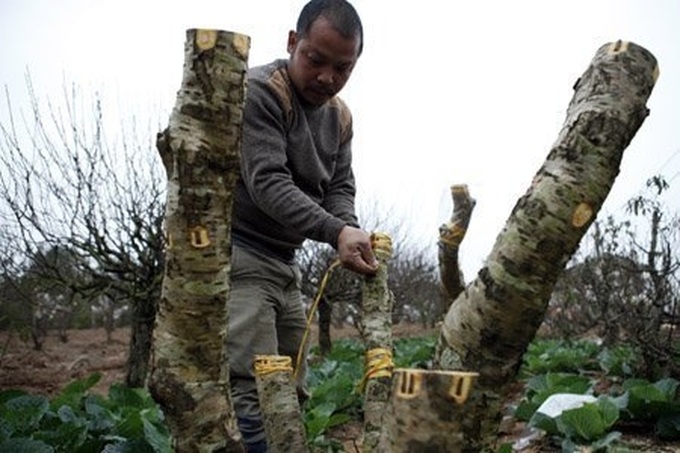 Gardener grafts peach trees for Tet - 1