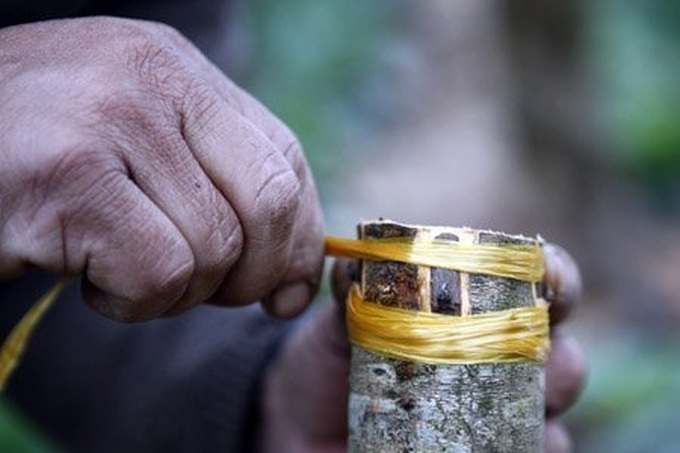 Gardener grafts peach trees for Tet - 7