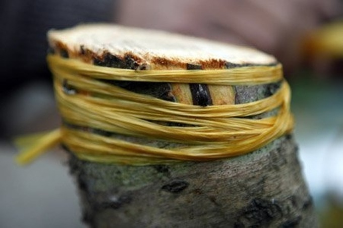 Gardener grafts peach trees for Tet - 8