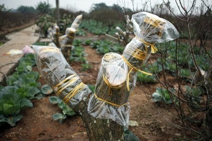 Gardener grafts peach trees for Tet - 9