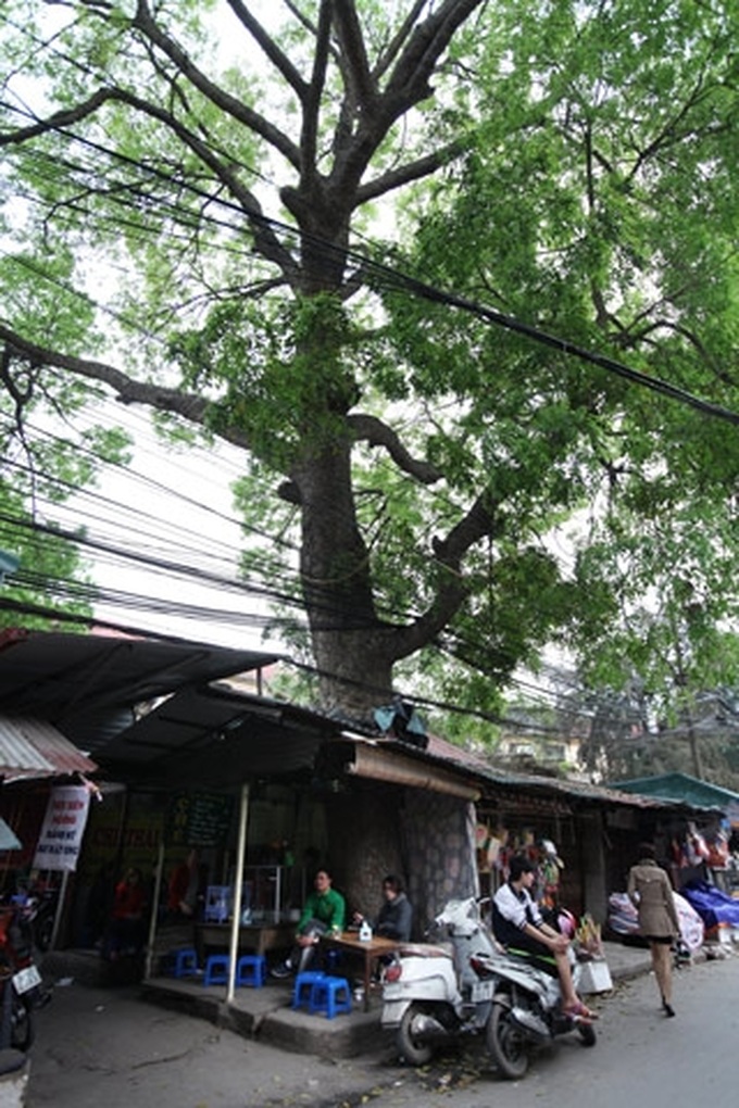 Overcrowded Hanoi maintains trees - 2
