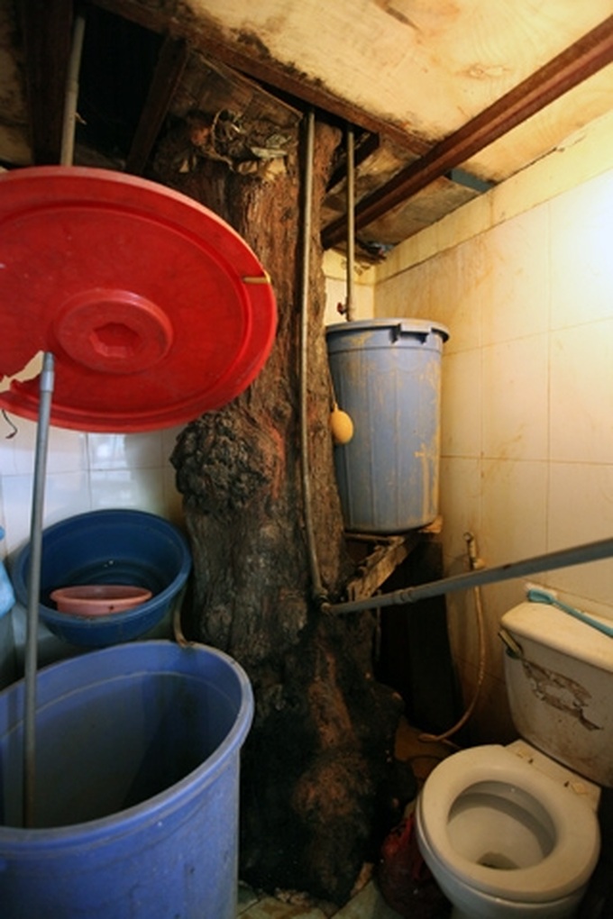 Overcrowded Hanoi maintains trees - 8