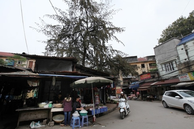 Overcrowded Hanoi maintains trees - 7