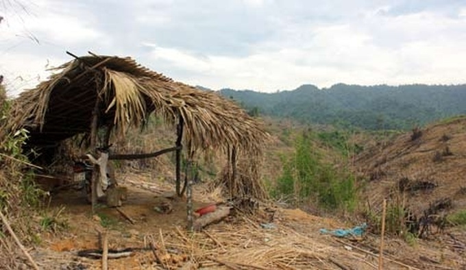 Lax management blamed for destruction of Ha Tinh forestland - 1 Lax management blamed for destruction of Ha Tinh forestland - 1