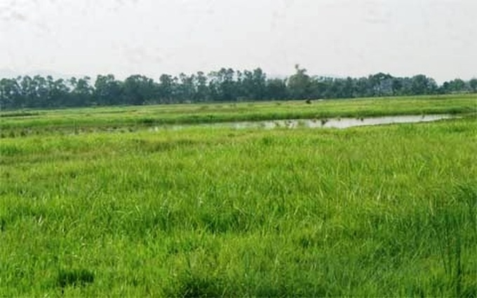 Farmers in Thanh Hoa turn backs on farming - 1