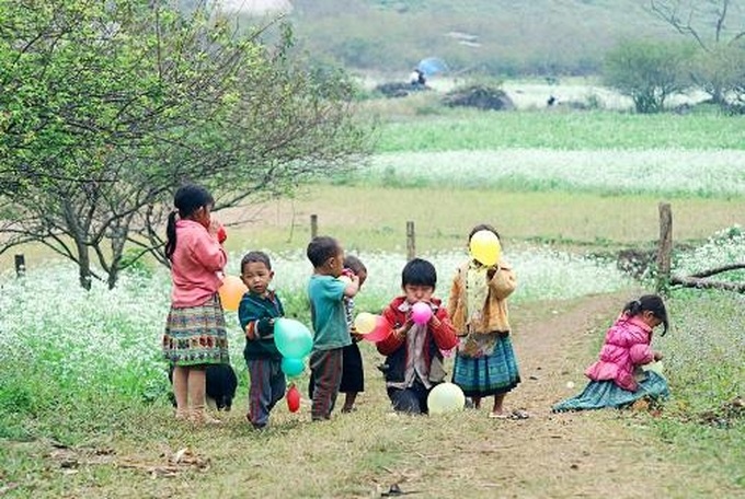 White mustard flower season in Moc Chau - 2