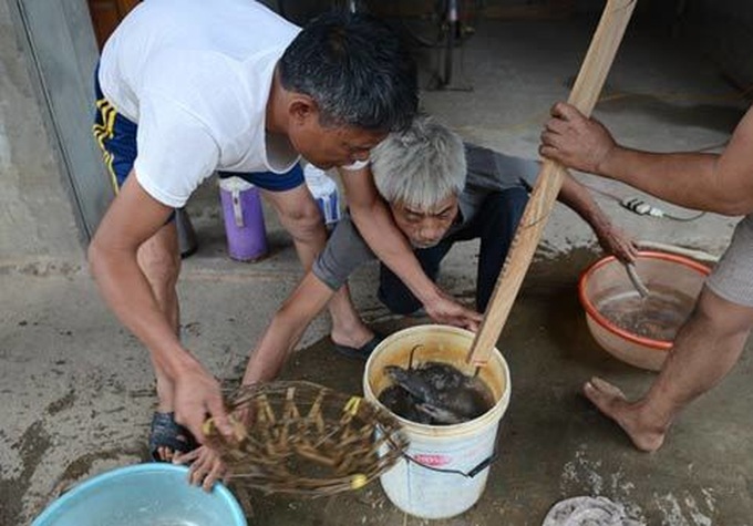 Rats hunted for special dishes in Hanoi - 7