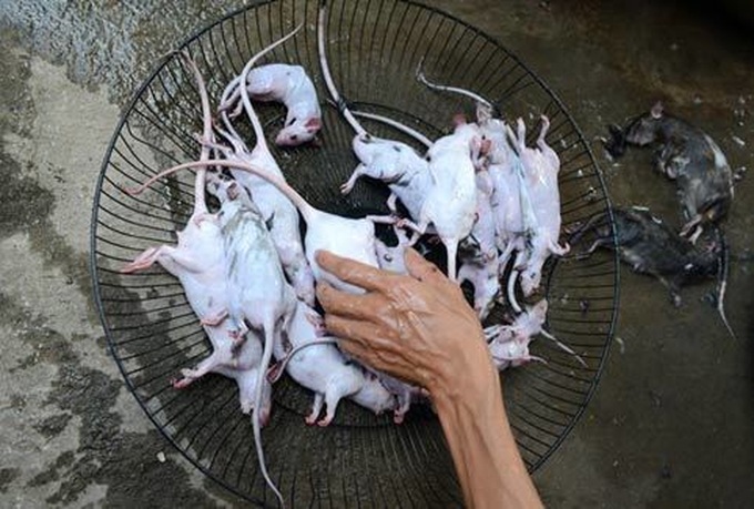 Rats hunted for special dishes in Hanoi - 9