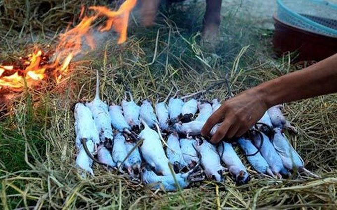 Rats hunted for special dishes in Hanoi - 10
