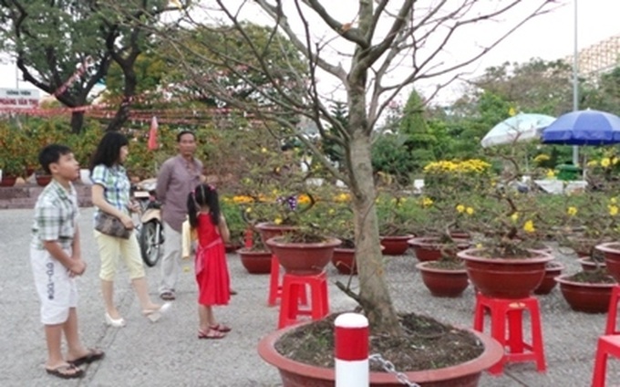 Tet flowers, trees find few buyers - 1