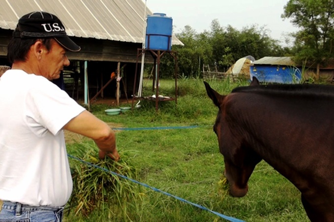 Breeder brings back the racehorse - 2