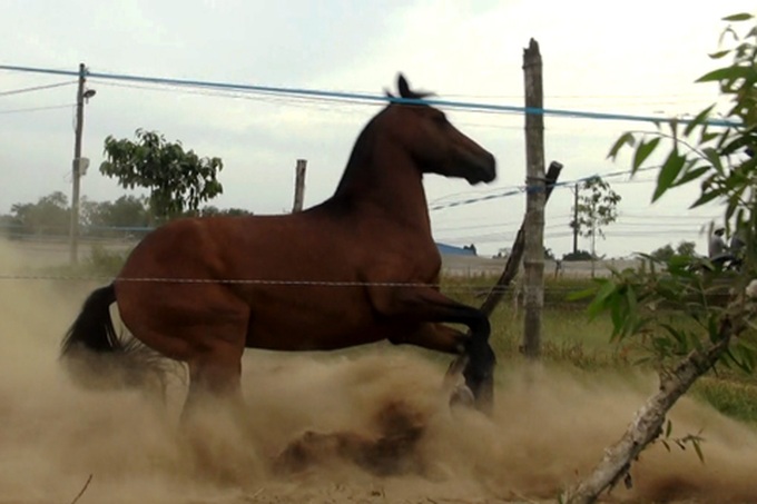 Breeder brings back the racehorse - 3