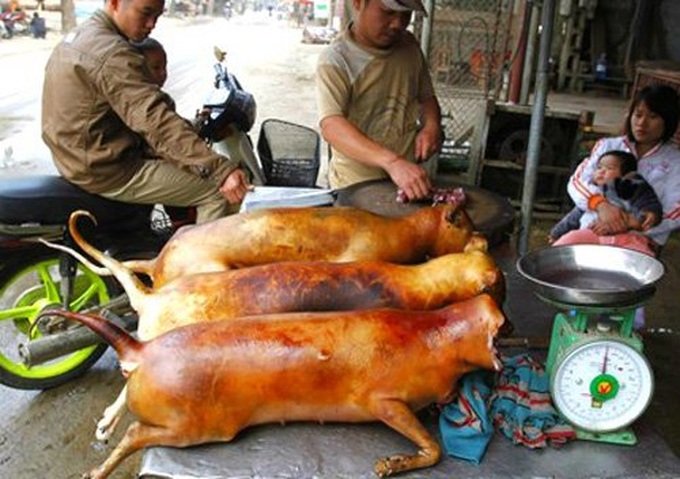 Dog-meat business lacks bite in Nhat Tan - 1 Dog-meat business lacks bite in Nhat Tan - 1