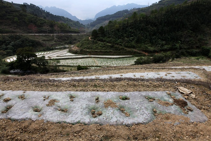 Residents of Dong Van Plateau face serious water shortage - 9 Residents of Dong Van Plateau face serious water shortage - 9