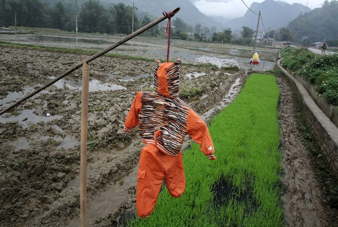 Scarecrows for mice on Vietnamese fields - 2