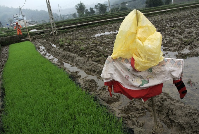 Scarecrows for mice on Vietnamese fields - 1