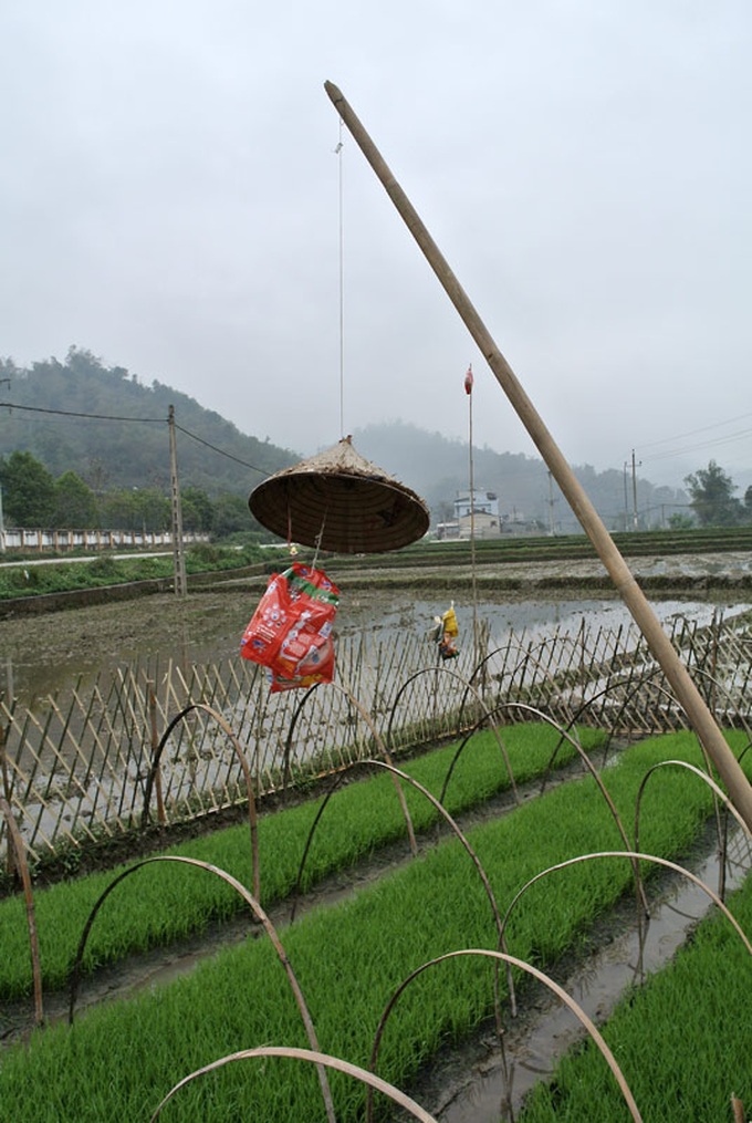 Scarecrows for mice on Vietnamese fields - 3