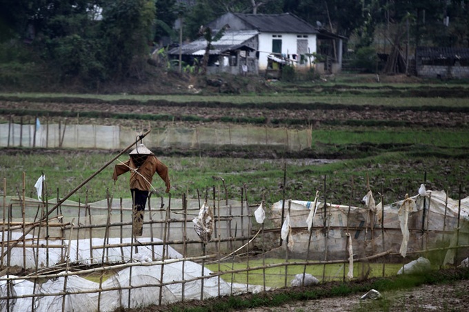 Scarecrows for mice on Vietnamese fields - 6