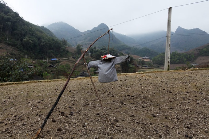 Scarecrows for mice on Vietnamese fields - 8