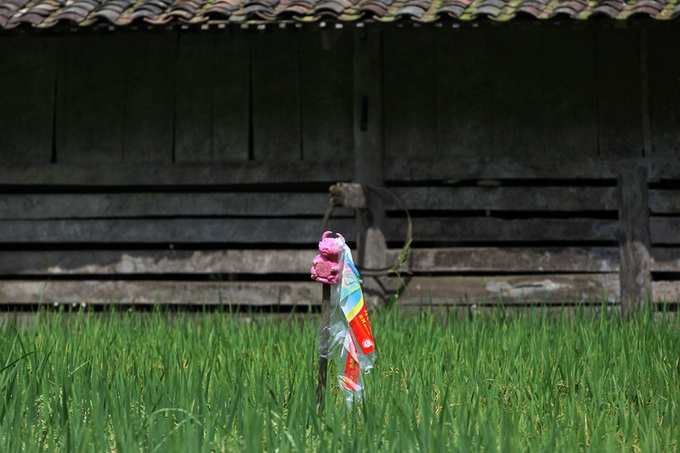 Scarecrows for mice on Vietnamese fields - 10