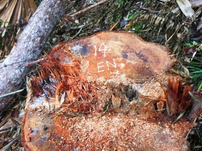 Illegal logging destroys protected forest - 2