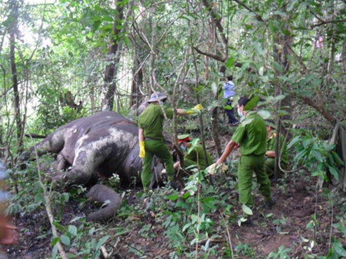 Elephants die of starvation in Vietnamese forests - 1