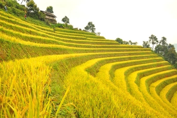 Breathtaking terraced rice fields of Mu Cang Chai - 2