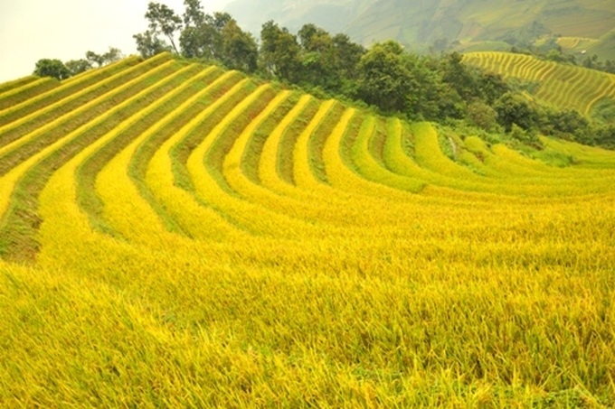 Breathtaking terraced rice fields of Mu Cang Chai - 3