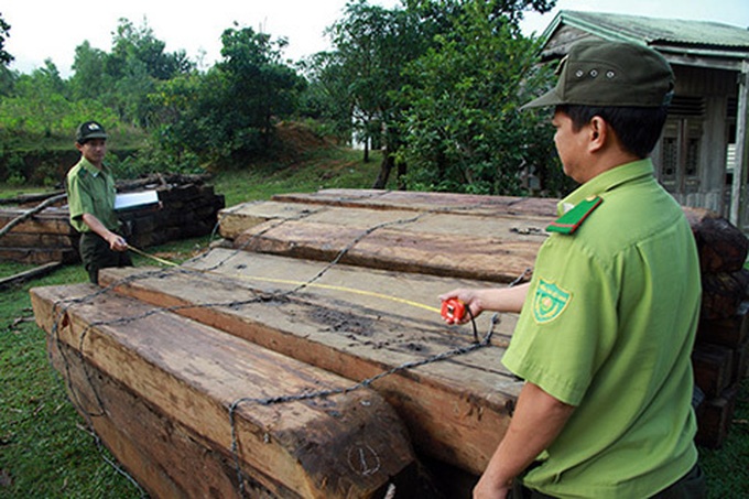 Forest rangers suspected of complicity in illegal logging - 2