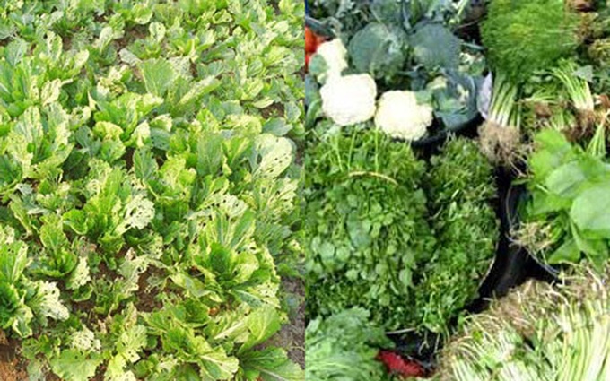 Good quality farm produce fails to find markets - 1 Good quality farm produce fails to find markets - 1