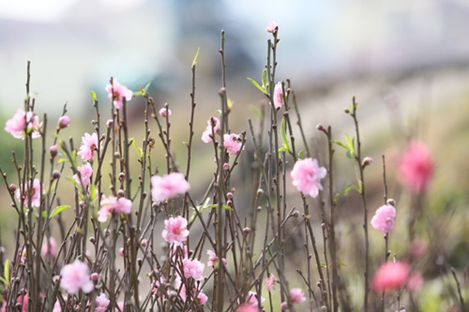 Young flock to see Nhat Tan peach blossoms - 3 Young flock to see Nhat Tan peach blossoms - 3