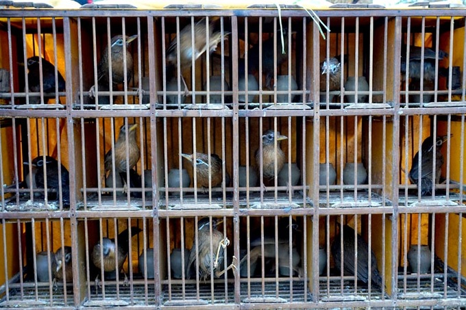 Sweet sounds of Lao Cai Province bird market - 10