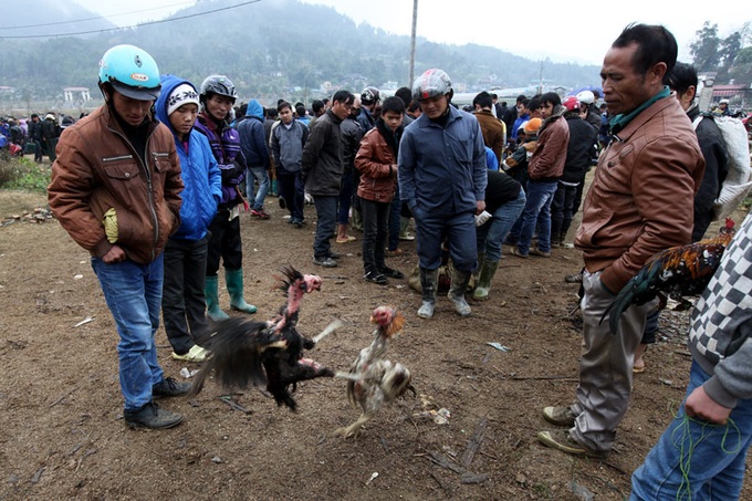 Fighting cock market in Lao Cai Province - 9 Fighting cock market in Lao Cai Province - 9