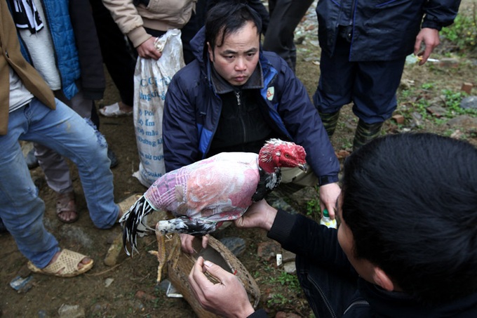 Fighting cock market in Lao Cai Province - 11 Fighting cock market in Lao Cai Province - 11