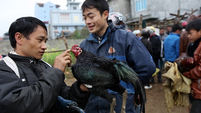 Fighting cock market in Lao Cai Province - 12 Fighting cock market in Lao Cai Province - 12