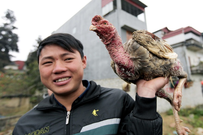 Fighting cock market in Lao Cai Province - 3 Fighting cock market in Lao Cai Province - 3