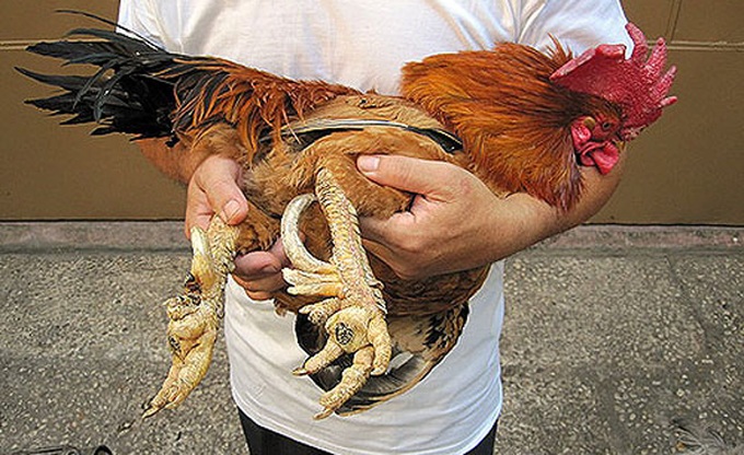 Famous chickens fetch high prices for Tet - 1