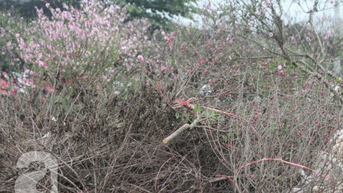 Peach growers in Nhat Tan face unhappy Tet - 5 Peach growers in Nhat Tan face unhappy Tet - 5