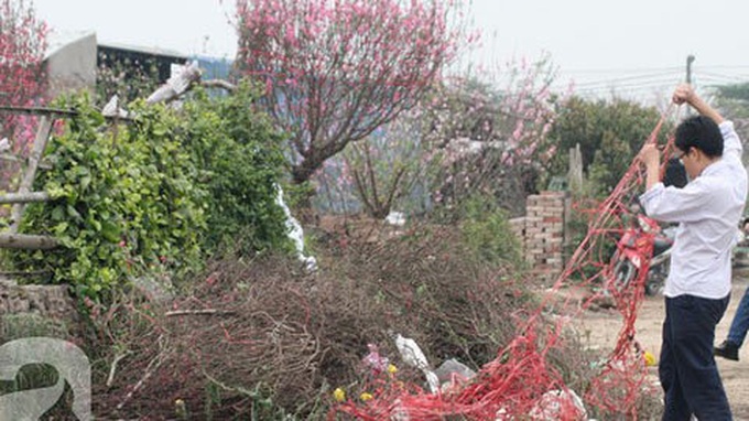 Peach growers in Nhat Tan face unhappy Tet - 4 Peach growers in Nhat Tan face unhappy Tet - 4