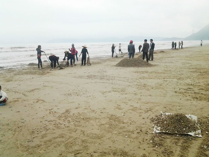 Mass die-off scallops, clams, wash up on Ha Tinh beaches - 4 Mass die-off scallops, clams, wash up on Ha Tinh beaches - 4