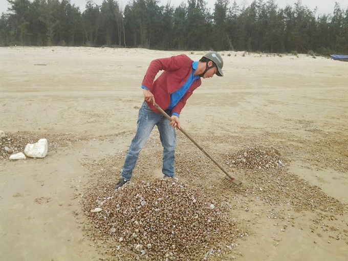 Mass die-off scallops, clams, wash up on Ha Tinh beaches - 3 Mass die-off scallops, clams, wash up on Ha Tinh beaches - 3