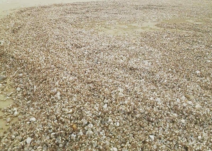 Mass die-off scallops, clams, wash up on Ha Tinh beaches - 2 Mass die-off scallops, clams, wash up on Ha Tinh beaches - 2