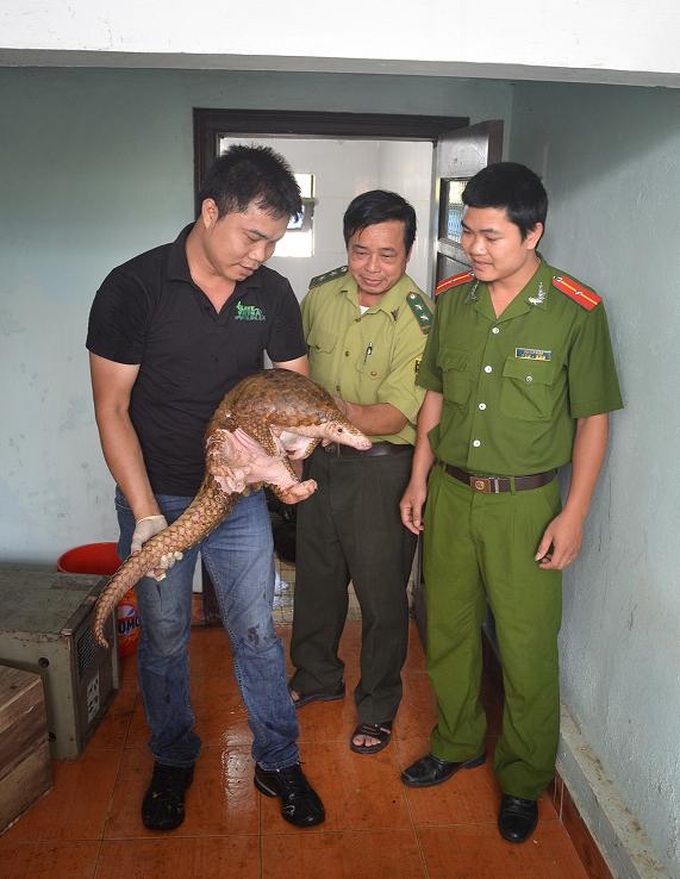 43 Sunda pangolins rescue in Hoa Binh - 1
