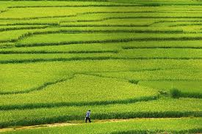 PM okays $22mil. budget to preserve rice fields - 1