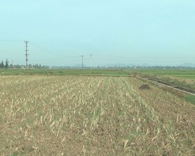 Nghe An declares state of emergency due to drought - 1