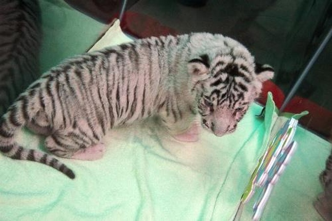 Rare white tigers born at Saigon Zoo - 1 Rare white tigers born at Saigon Zoo - 1