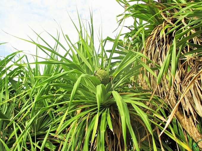 Touring the An Binh Islands by boat - 3 Touring the An Binh Islands by boat - 3