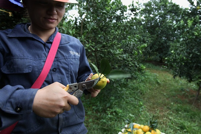 Oranges bring in juicy profits for farmers - 9