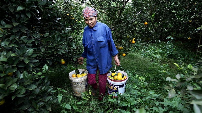 Oranges bring in juicy profits for farmers - 6